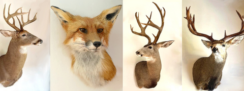 The Thoughtful Taxidermist