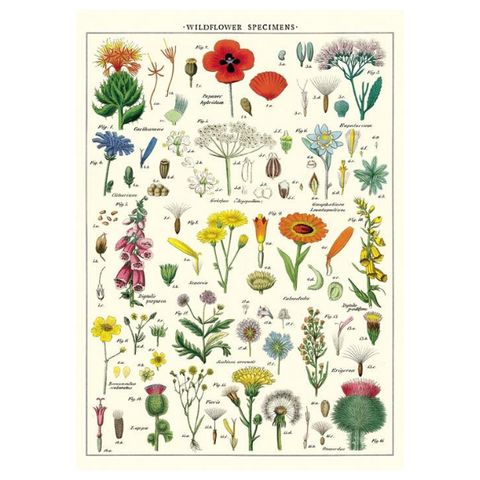 Cavallini Wildflowers Poster