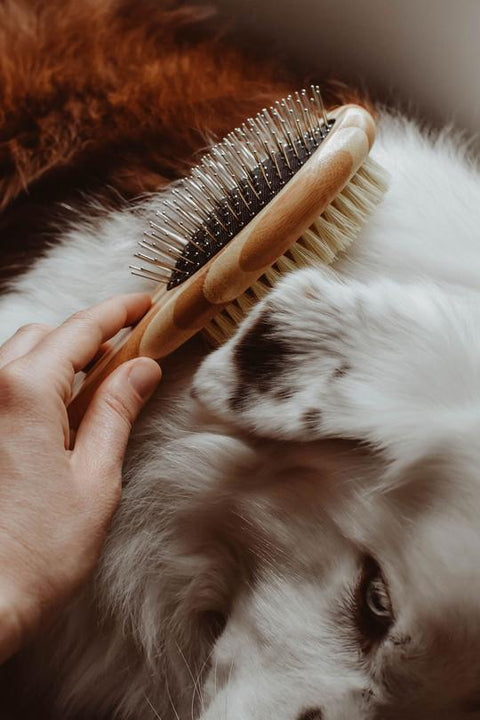 Dog Brush - Zefiro
