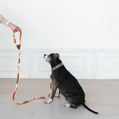 Braided Cotton Rope & Leather Dog Leash w/ Metal Clasp - Terracotta