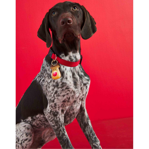 Light-Up Pet Collar Charm - Reindeer