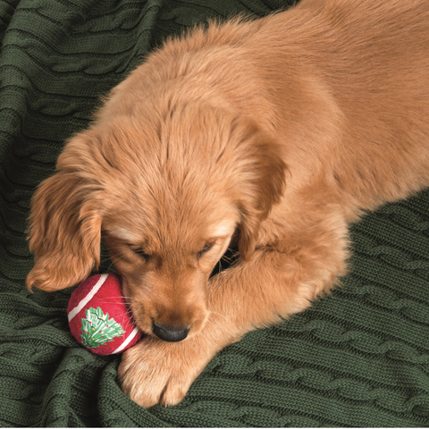 Christmas Pet Tennis Ball - Tree