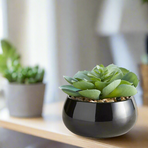 succulent black market Succulent In Black Pot