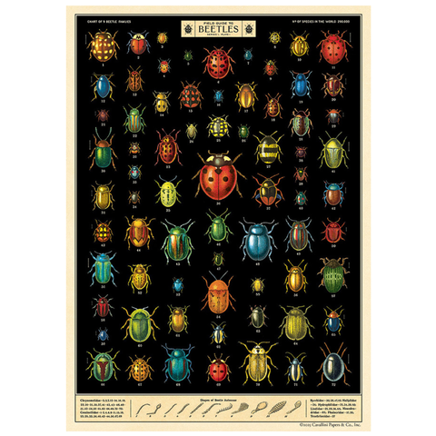 Field Guide to Beetles Poster - Cavallini Poster Wrap