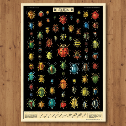 Field Guide to Beetles Poster - Cavallini Poster Wrap