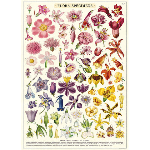 Flora Specimens Poster - Cavallini Poster Wrap