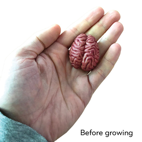 Grow A Brain Science Kit - Copernicus Toys