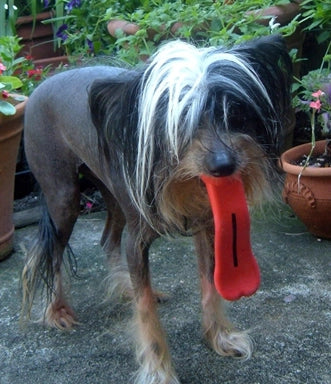 Humunga Tongue Interactive Dog Toy