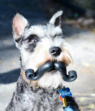 Humunga Stache Interactive Dog Toy