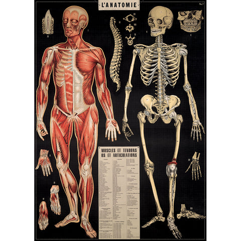 L'anatomie - Cavallini Poster Wrap