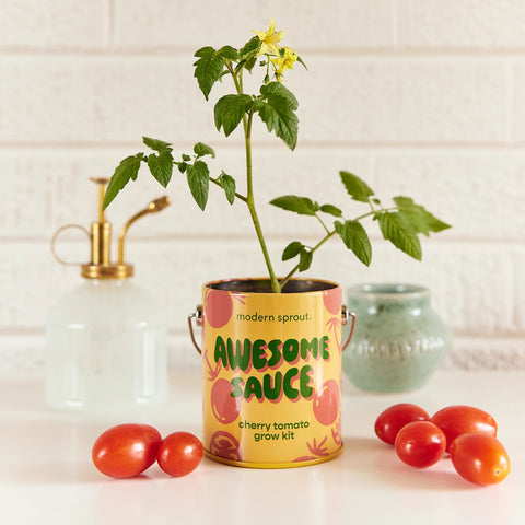 Modern Sprout "Awesome Sauce" Cherry Tomato Grow Kit