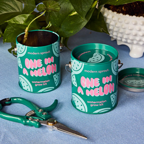 Modern Sprout "One In A Melon" Watermelon Grow Kit