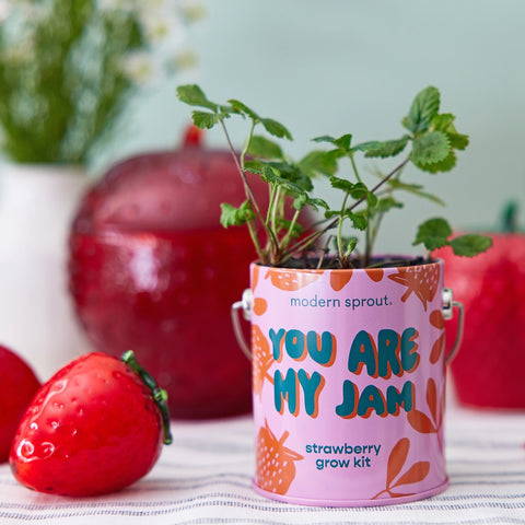Modern Sprout "You Are My Jam" Strawberry Grow Kit