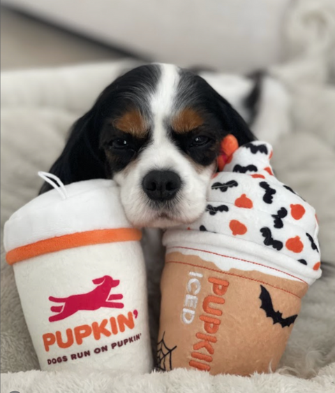 Pupkin' Donuts Hot Coffee Plush Squeaker Dog Toy