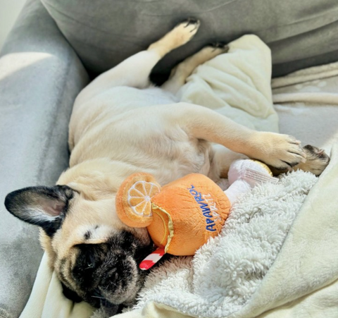 Apawrol Spritz Squeaker Dog Toy