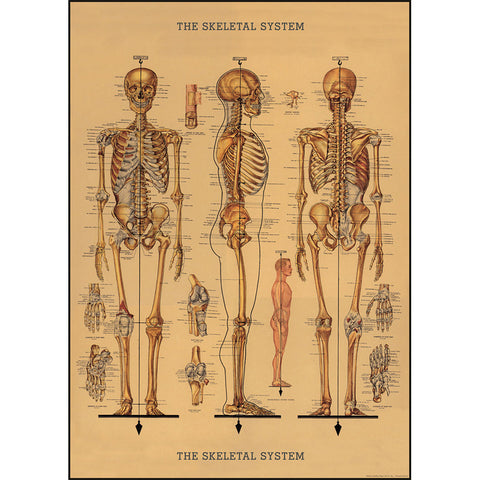 The Skeletal System - Cavallini Poster Wrap