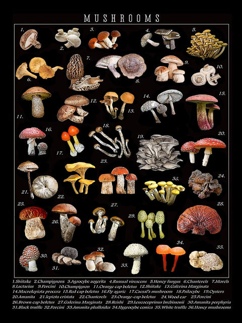 mushrooms, 18 x 24 inches kitchen towel