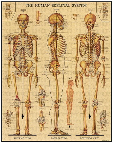 Skeletal System Puzzle - Cavallini