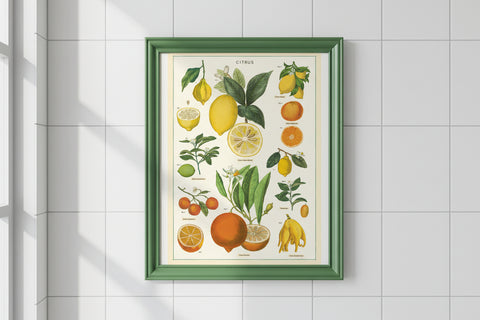 Citrus Poster - Cavallini Poster Wrap